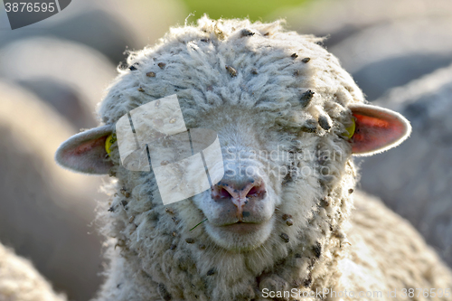 Image of young lamb into the bright sunshine