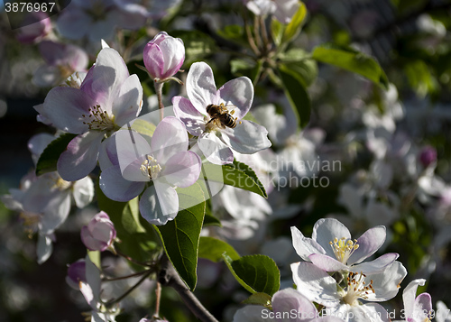 Image of pple tree in bloom in spring