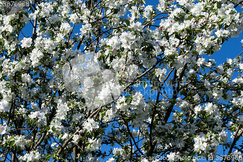 Image of apple tree in white blossom