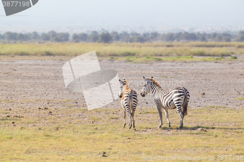 Image of Mother and foal zebra, Equus quagga.