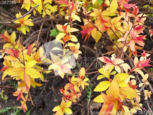 Image of Bright colors
