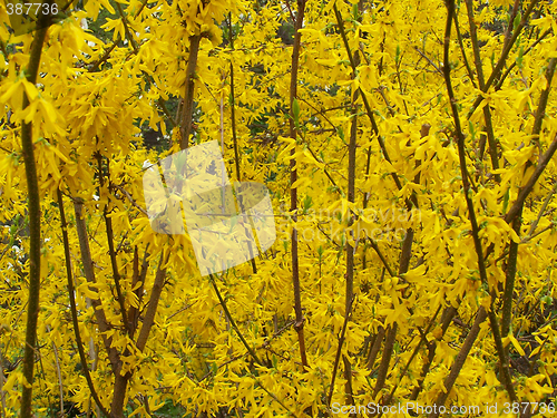 Image of Yellow blooming bushes of forsythia.