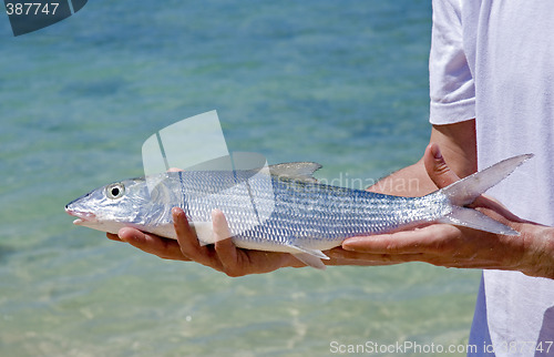 Image of bonefish