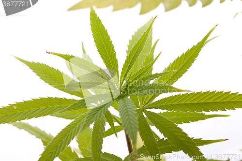 Image of Fresh Marijuana Plant Leaves on White Background