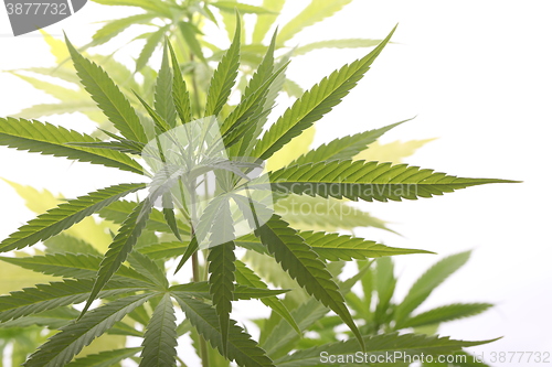 Image of Fresh Marijuana Plant Leaves on White Background