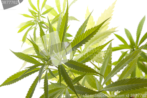 Image of Fresh Marijuana Plant Leaves on White Background