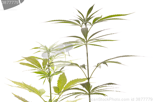 Image of Fresh Marijuana Plant Leaves on White Background