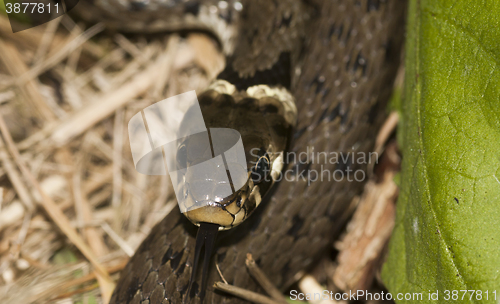 Image of ringed snake