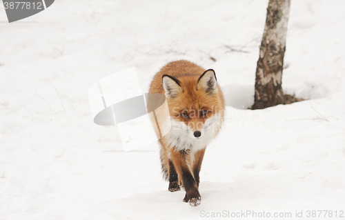 Image of walking in snow