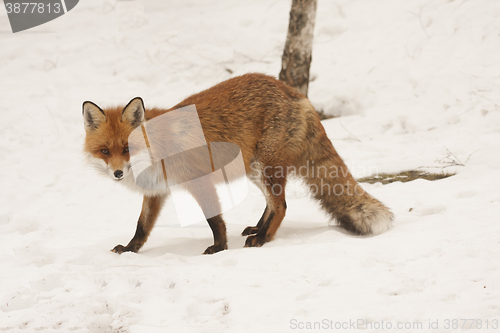 Image of winter fox