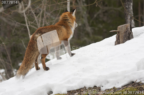 Image of fox in wintertime