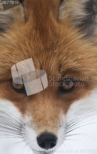 Image of fox face