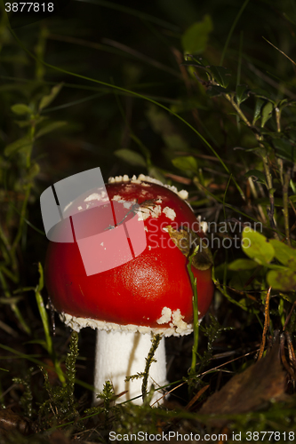 Image of fly agaric