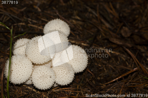 Image of warted puffball