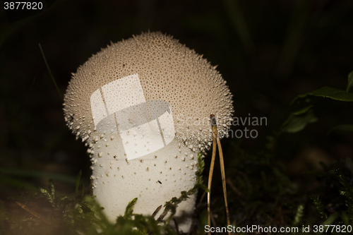 Image of common puffball