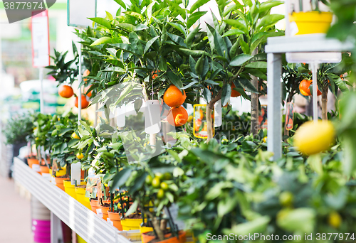 Image of close up of citrus seedlings in gardening shop