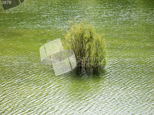 Image of Water tree. Cyprus