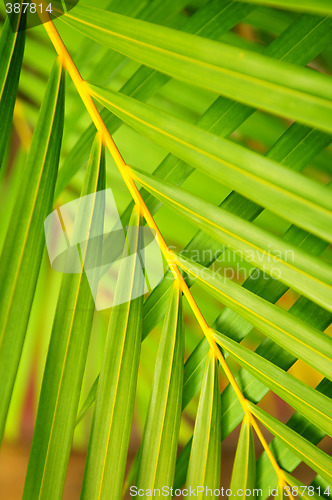 Image of Palm tree leaves