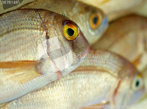 Image of Raw Sea Bream