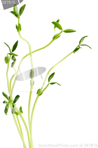 Image of Green sprouts on white background