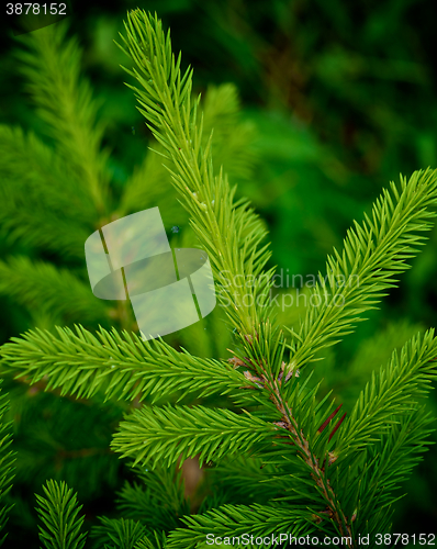 Image of Young Spruce Shoots