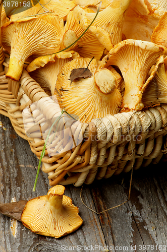 Image of Raw Chanterelles Mushrooms