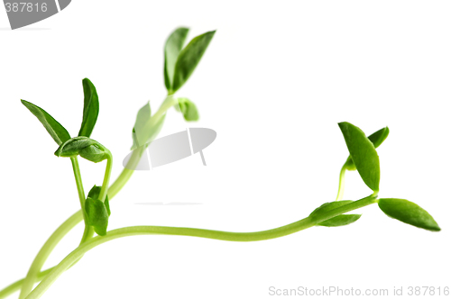 Image of Green sprouts on white background