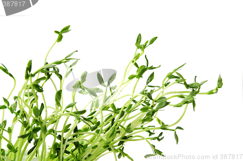 Image of Green sprouts on white background