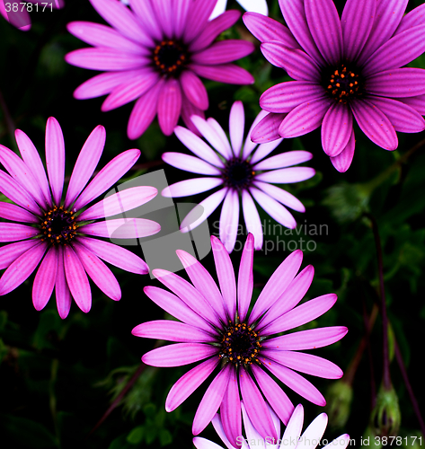 Image of Garden Daisy Flowers