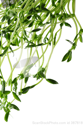 Image of Green sprouts on white background