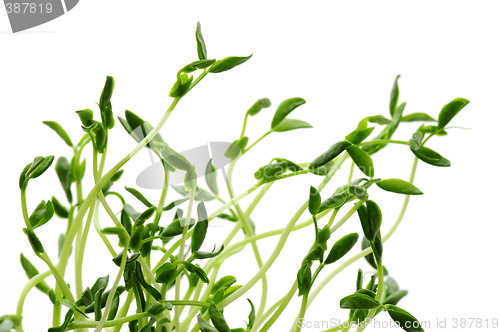 Image of Green sprouts on white background