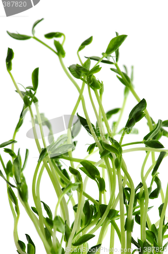 Image of Green sprouts on white background