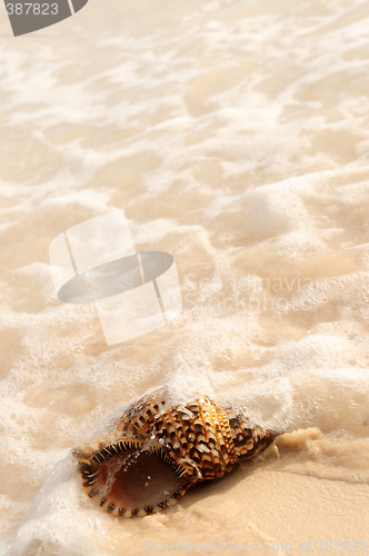 Image of Seashell and ocean wave