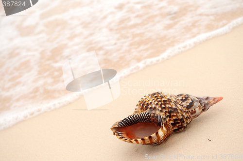 Image of Seashell and ocean wave