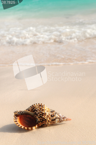 Image of Seashell and ocean wave