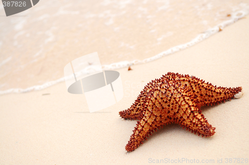 Image of Starfish and ocean wave