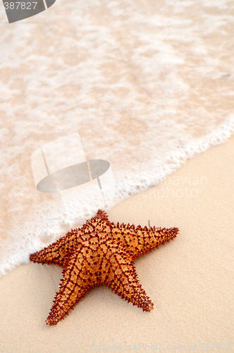 Image of Starfish and ocean wave