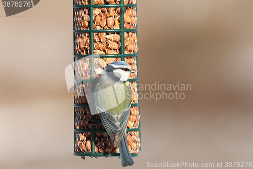 Image of blue tit on bird feeder