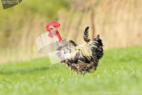 Image of funny rooster