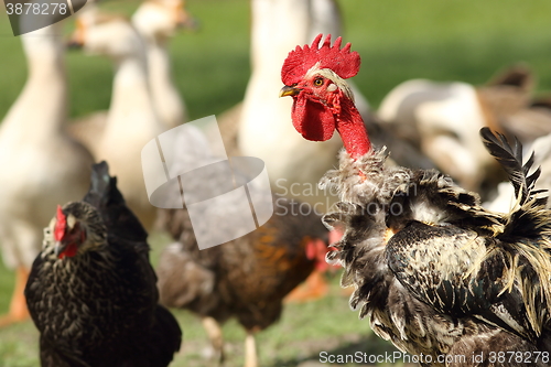 Image of funny rooster on farm yard