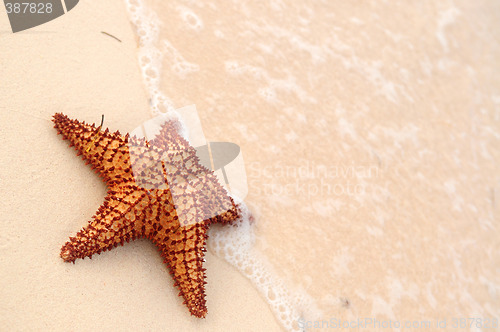 Image of Starfish and ocean wave