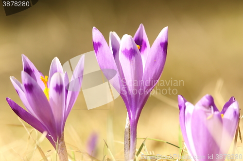 Image of group of wild crocuses