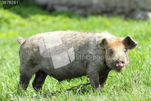 Image of young dirty pig