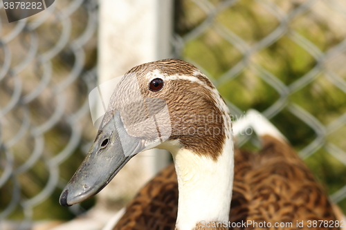 Image of portrait of indian runner duck