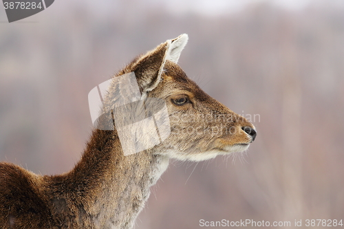 Image of profile view of deer hind head