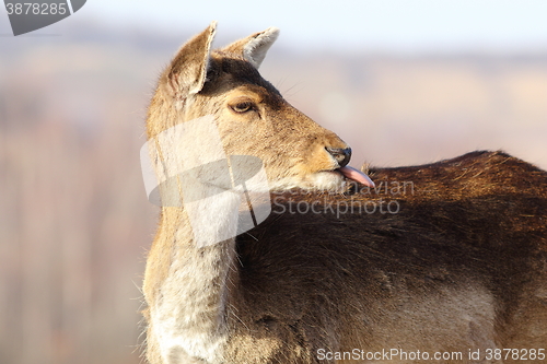 Image of funny fallow deer hind