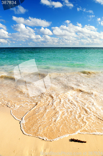 Image of Tropical beach