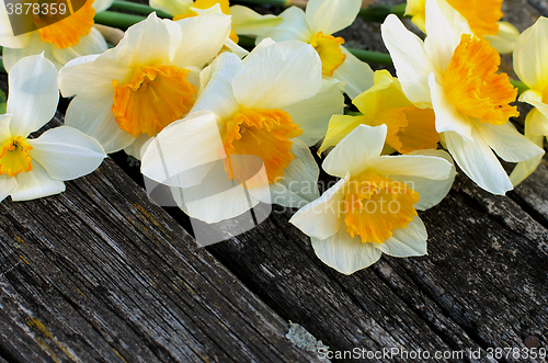 Image of Spring Yellow Daffodils