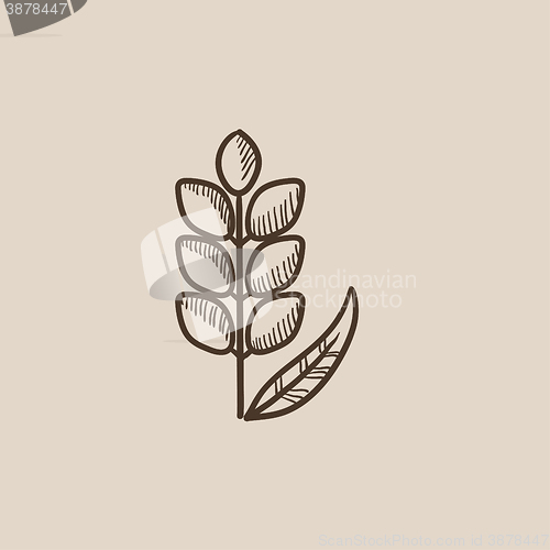 Image of Wheat sketch icon.