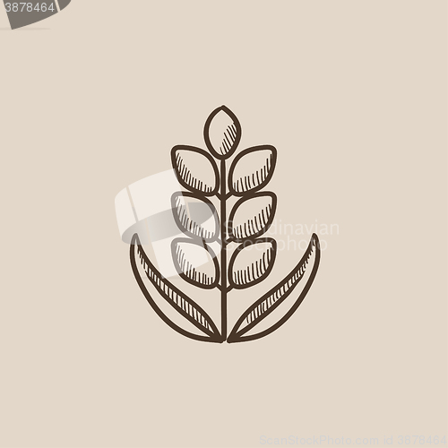 Image of Wheat sketch icon.